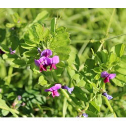 Wyka jara na poplon - 1000 gram