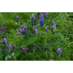 Wyka jara na poplon - 1000 gram