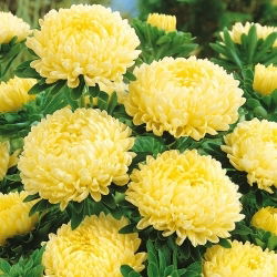 Aster chiński peoniowy żółty - 500 nasion