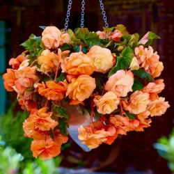 Begonia pachnąca - Aromantics - 2 szt.