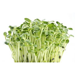 BIO Nasiona na kiełki - Słonecznik - Certyfikowane nasiona ekologiczne