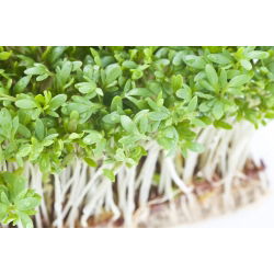 BIO Nasiona na kiełki - Rzeżucha - Certyfikowane nasiona ekologiczne - 13500 nasion