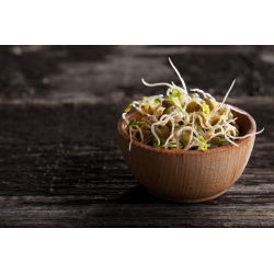 BIO Nasiona na kiełki - Soczewica - Certyfikowane nasiona ekologiczne - 990 nasion