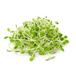 BIO Nasiona na kiełki - Słonecznik - Certyfikowane nasiona ekologiczne