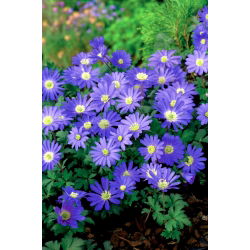 Zawilec grecki - Blue Shades - 8 szt.
