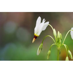 Bożykwiat Meada - biały - 1 szt.