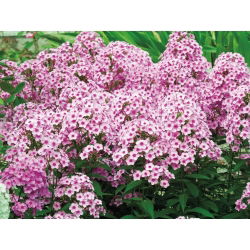 Floks (Phlox) - Płomyk wiechowaty - Neon Flare - 1 kłącze