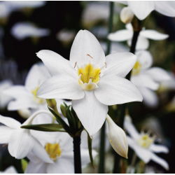 Lilia amazońska - Eucharis amazonica