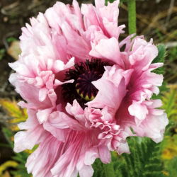 Mak wschodni - Ruffled Patty - 1 szt.