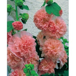 Malwa - Peaches and Dreams - 1 szt.