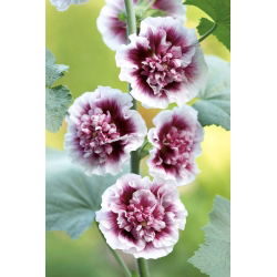 Malwa biało-różowa - Creme de Cassis - 1 szt.