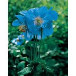 Mekonops bukwicolistny - Mak niebieski - intensywny kolor - 1 szt.