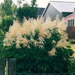 Parzydło leśne - Aruncus dioicus - 1 szt.