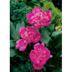 Piwonia, Paeonia - Edulis Superba - 1 kłącze