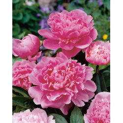 Piwonia, Paeonia - Edulis Superba - 1 kłącze