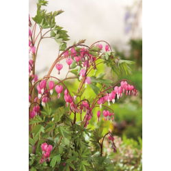 Serduszka okazałe czerwone - Valentine - 1 szt.