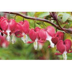 Serduszka okazałe czerwone - Valentine - 1 szt.