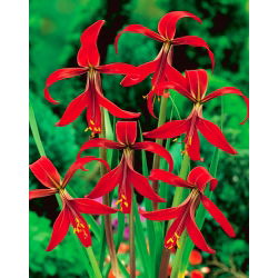 Sprekelia czerwona - Sprekelia Formosissima - głęboka czerwień - 1 szt.