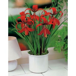 Sprekelia czerwona - Sprekelia Formosissima - głęboka czerwień - 1 szt.