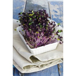 Nasiona na kiełki - Kalarepa czerwona - 2600 nasion