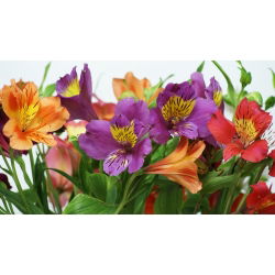 Alstremeria - Alstroemeria - 1 szt.
