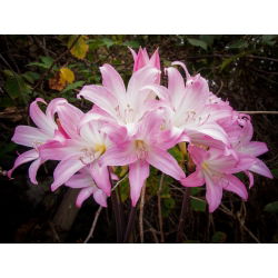 Amaryllis prawdziwy - Belladonna - cebulka XXL
