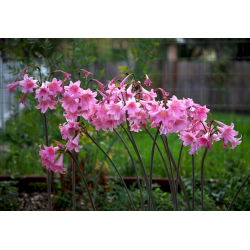 Amaryllis prawdziwy - Belladonna - cebulka XXL