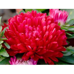 Aster chiński peoniowy czerwony - 500 nasion