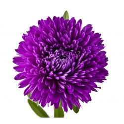 Aster chiński peoniowy fioletowy - 500 nasion