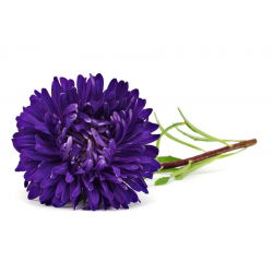 Aster chiński Milady Deep Blue - 500 nasion