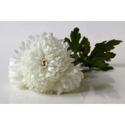 Aster chiński Milady White - 500 nasion