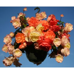 Begonia pachnąca - Aromantics - 2 szt.
