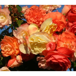 Begonia pachnąca - Aromantics - 2 szt.