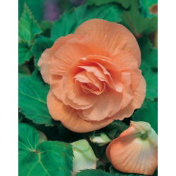 Begonia pełna - łososiowa - 2 szt.