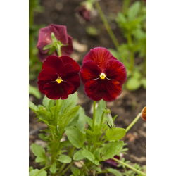 Bratek wielkokwiatowy - czerwony - 400 nasion