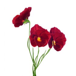 Bratek wielkokwiatowy - czerwony - 400 nasion