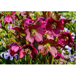 Ciemiernik czerwonawy