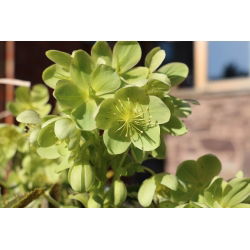 Ciemiernik korsykański