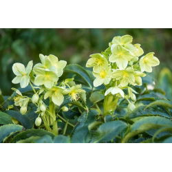 Ciemiernik korsykański