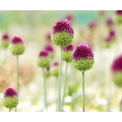 Czosnek główkowaty - Allium sphaerocephalon - 20 szt.