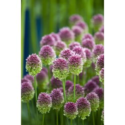 Czosnek główkowaty - Allium sphaerocephalon - 20 szt.