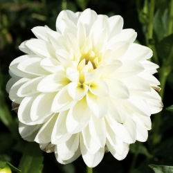 Dalia biała - Dahlia White