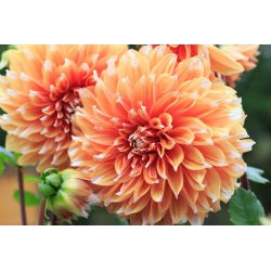 Dalia - Colour Spectacle