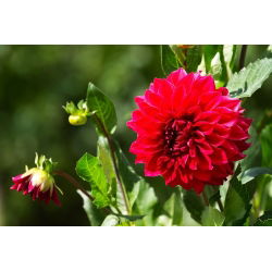 Dalia czerwona - Dahlia Red