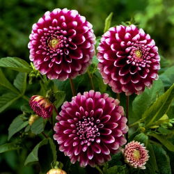 Dalia - Edinburgh