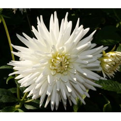 Dalia kaktusowa biała - Dahlia cactus White