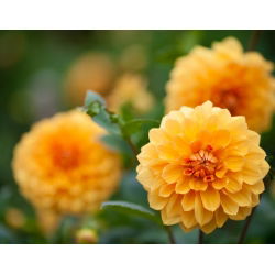 Dalia pomarańczowa - Dahlia Orange