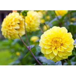 Dalia żółta - Dahlia Yellow