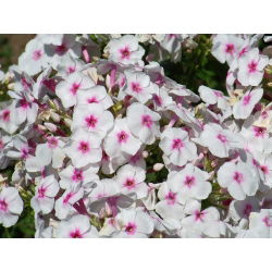 Floks (Phlox) - Płomyk wiechowaty - Graf Zeppelin - 1 kłącze