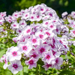 Floks (Phlox) - Płomyk wiechowaty - Graf Zeppelin - 1 kłącze